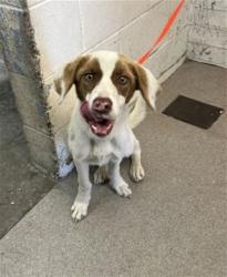 Shelter Stray Male Dog last seen FRISBIE PARK, 333 Chandler Pl, San Bernardino, CA 92408, USA