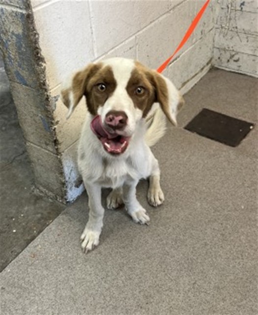 Shelter Stray Male Dog last seen FRISBIE PARK, 333 Chandler Pl, San Bernardino, CA 92408, USA