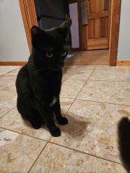 Lost Female Cat last seen Moss Hill Rd and Talarico Rd, Horseheads, NY 14845