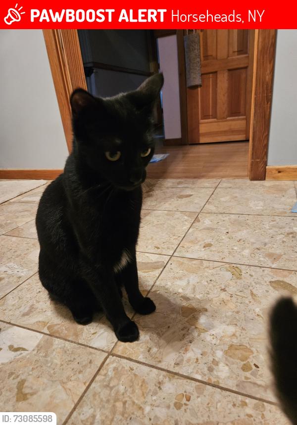 Lost Female Cat last seen Moss Hill Rd and Talarico Rd, Horseheads, NY 14845