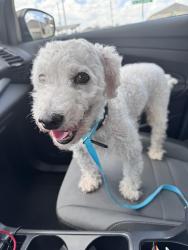 Found/Stray Male Dog last seen Anniston Pointe Corner, Harris County, TX 77493