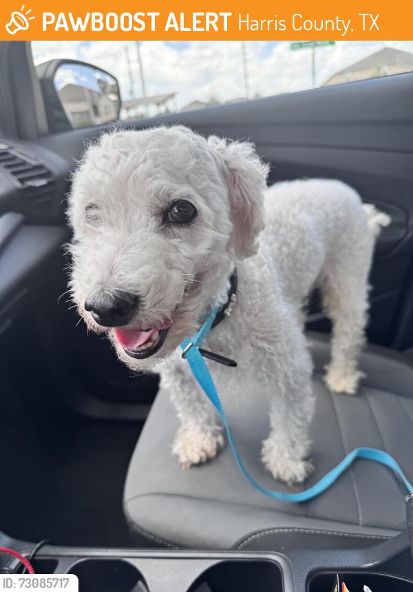 Found/Stray Male Dog last seen Anniston Pointe Corner, Harris County, TX 77493