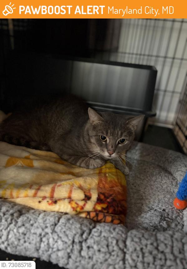 Found/Stray Unknown Cat last seen Crooked Tree Lane and Winding Trail, Maryland City, MD 20724