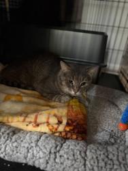 Found/Stray Unknown Cat last seen Crooked Tree Lane and Winding Trail, Maryland City, MD 20724