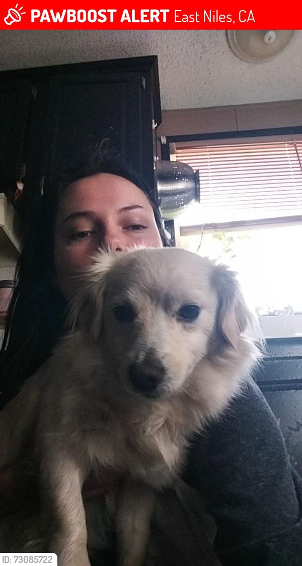 Lost Female Dog last seen East Niles and Pioneer, East Niles, CA 93306