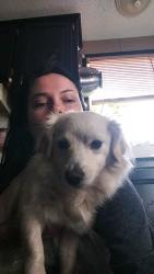 Lost Female Dog last seen East Niles and Pioneer, East Niles, CA 93306