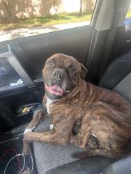 Found/Stray Male Dog last seen Sw 134th Ct, Miami, FL 33177