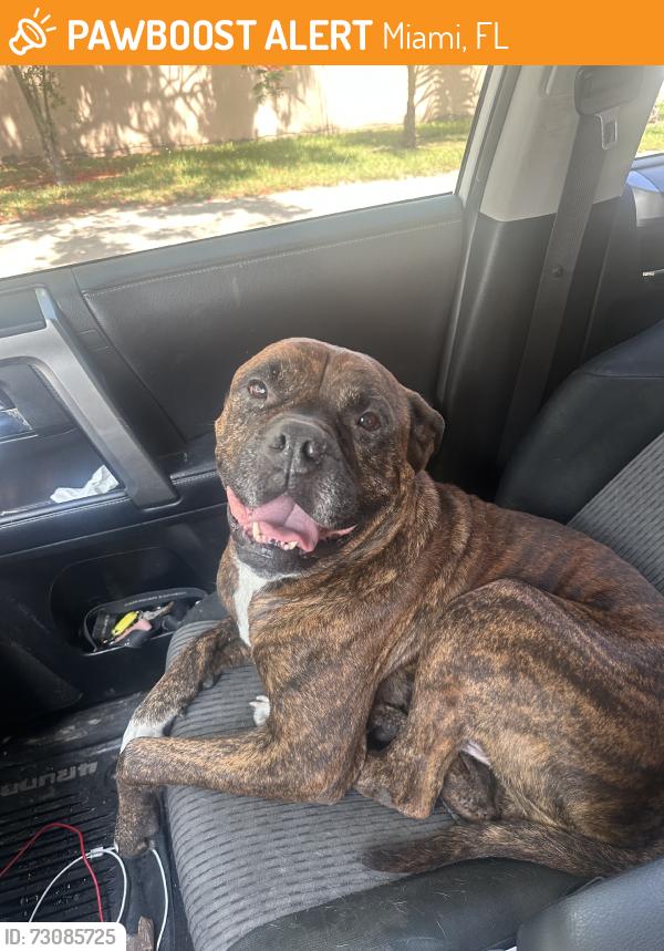Found/Stray Male Dog last seen Sw 134th Ct, Miami, FL 33177