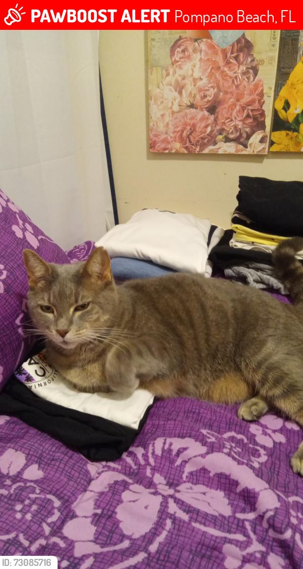 Lost Female Cat last seen Pompano Beach High School, Pompano Beach, FL 33060