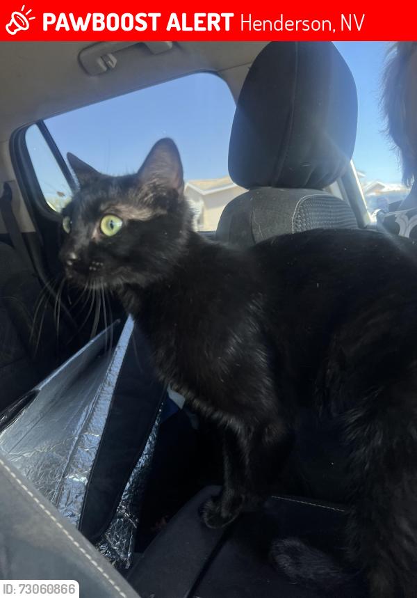 Lost Female Cat last seen Pueblo Place and Aztec, Henderson, NV 89015