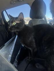 Lost Female Cat last seen Pueblo Place and Aztec, Henderson, NV 89015