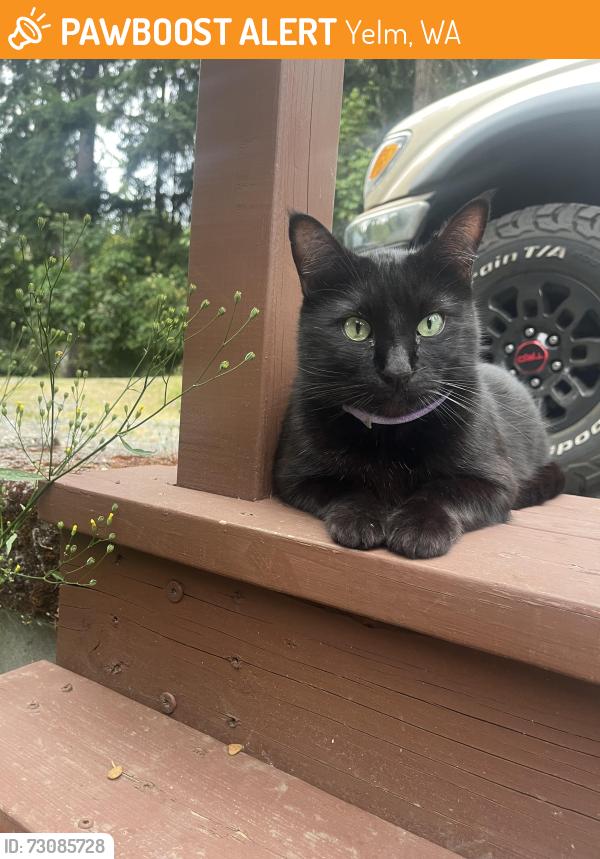 Found/Stray Unknown Cat last seen Clearwood community, Yelm, WA 98558