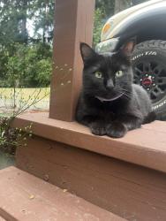 Found/Stray Unknown Cat last seen Clearwood community, Yelm, WA 98558