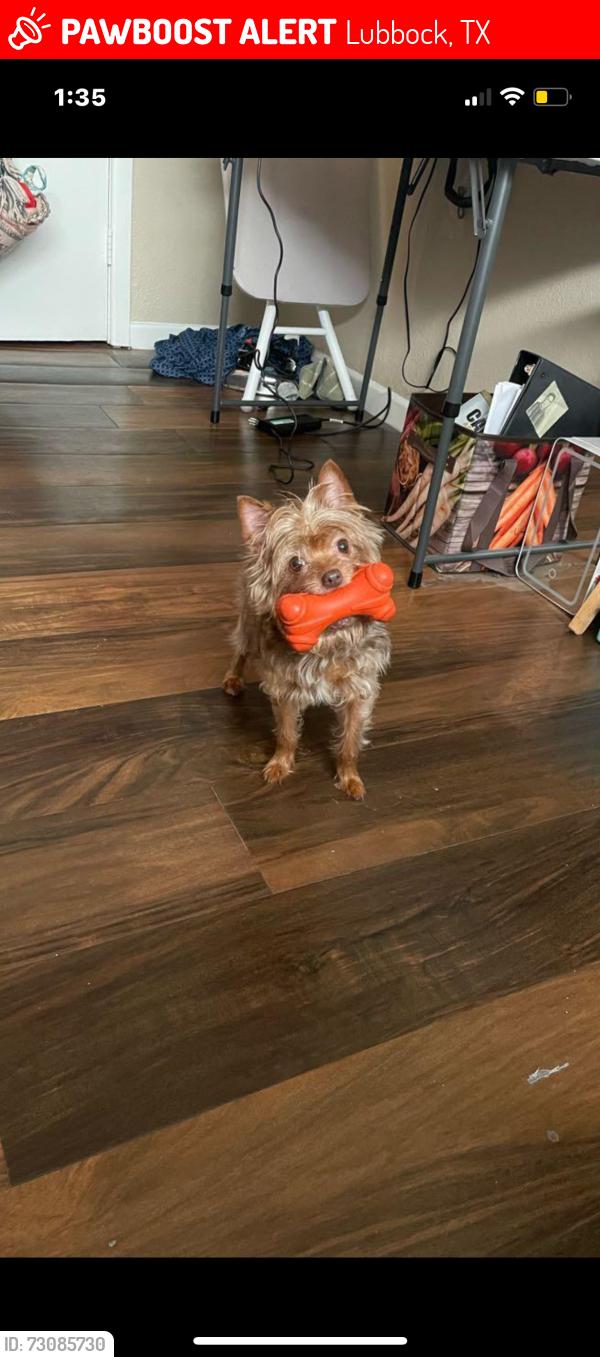 Lost Female Dog last seen 43rd St and Elgin, Lubbock, TX 79413