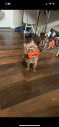 Lost Female Dog last seen 43rd St and Elgin, Lubbock, TX 79413