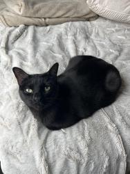 Reunited Female Cat last seen Capodanno Ct, Quantico Base, VA 22134