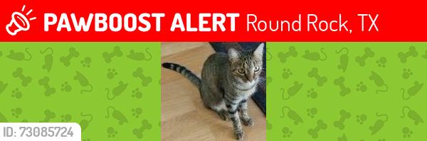 Lost Female Cat last seen Windy Park Drive and Breezy Ct., Round Rock, TX 78664