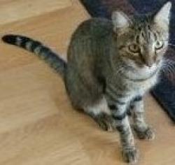 Lost Female Cat last seen Windy Park Drive and Breezy Ct., Round Rock, TX 78664
