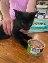 Found/Stray Unknown Cat last seen Barnhart Road, H Street Road, Badger Road, Jackman Road, Lynden, WA 98264