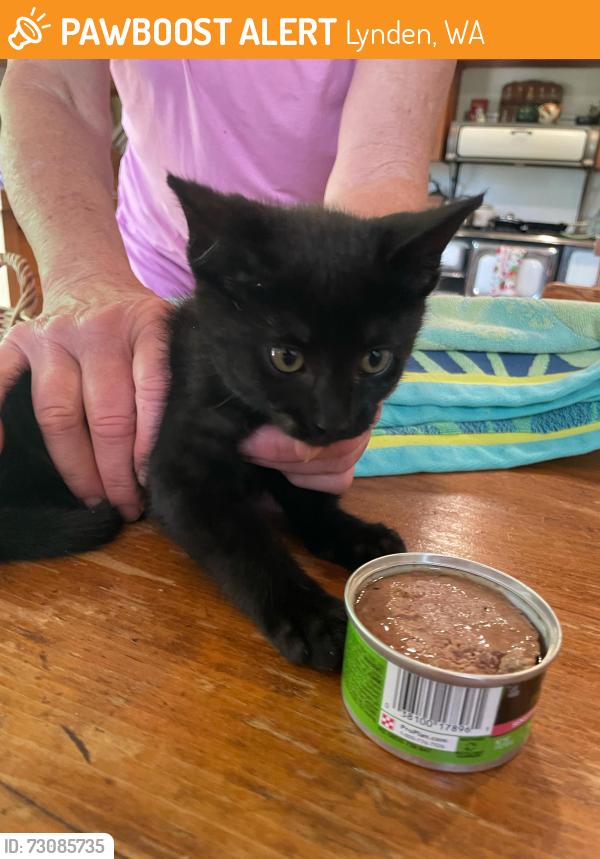 Found/Stray Unknown Cat last seen Barnhart Road, H Street Road, Badger Road, Jackman Road, Lynden, WA 98264