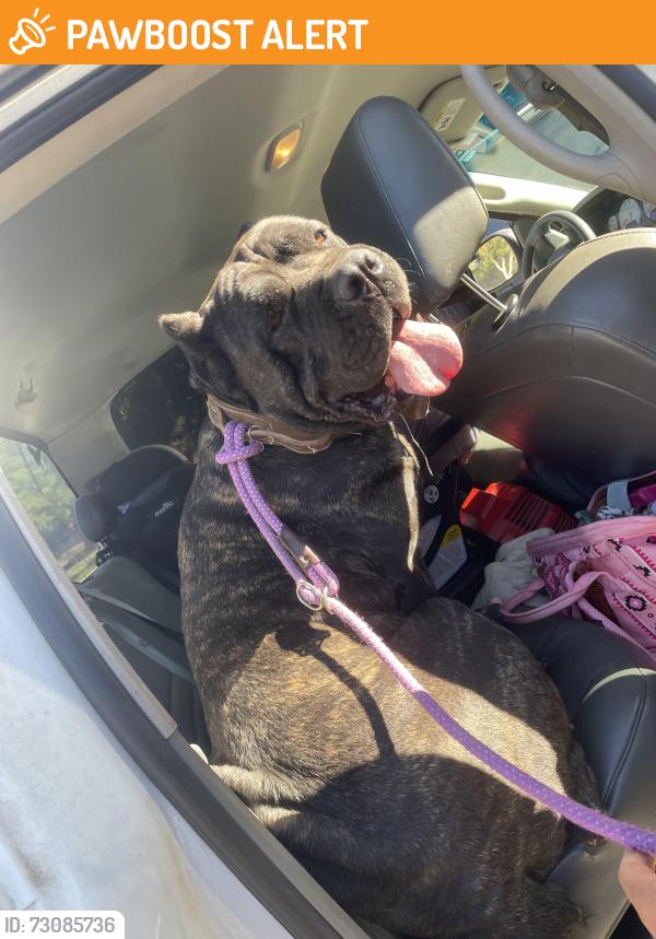 Found/Stray Female Dog last seen Harbinson canyon / Dunbar lane, San Diego County, CA 92021