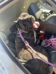 Found/Stray Female Dog last seen Harbinson canyon / Dunbar lane, San Diego County, CA 92021