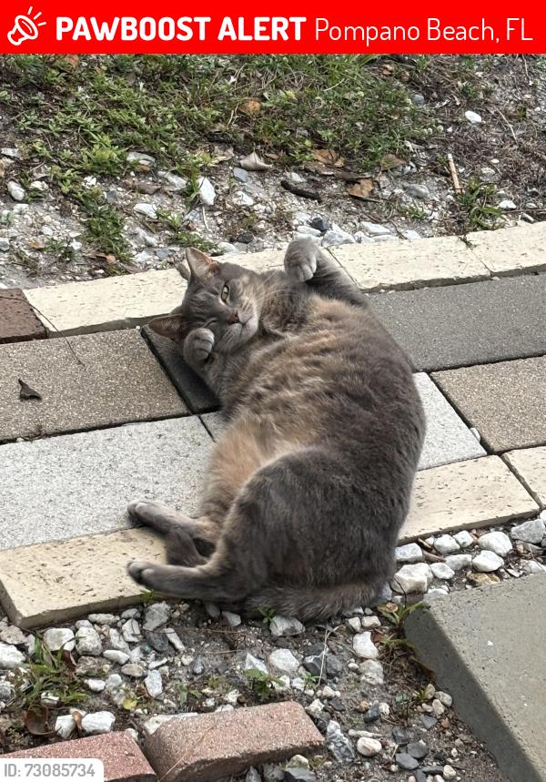 Lost Female Cat last seen Pompano beach high school, Pompano Beach, FL 33060
