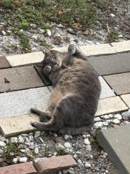 Lost Female Cat last seen Pompano beach high school, Pompano Beach, FL 33060