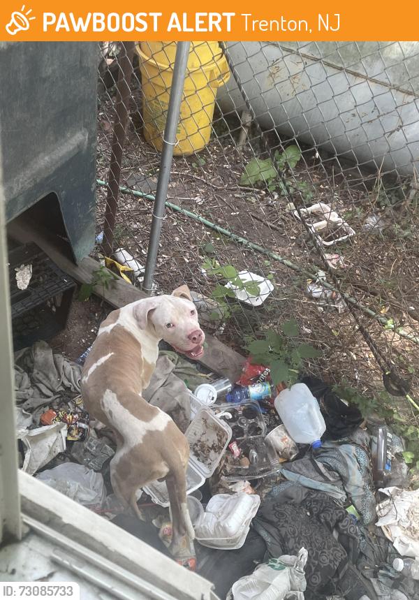 Found/Stray Male Dog last seen Passaic street, Trenton, NJ 08608