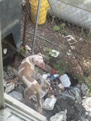Found/Stray Male Dog last seen Passaic street, Trenton, NJ 08608