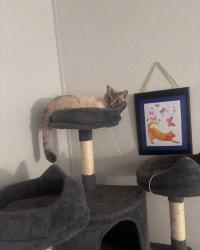Reunited Male Cat last seen Near Shaw rd Iva, Iva, SC 29655