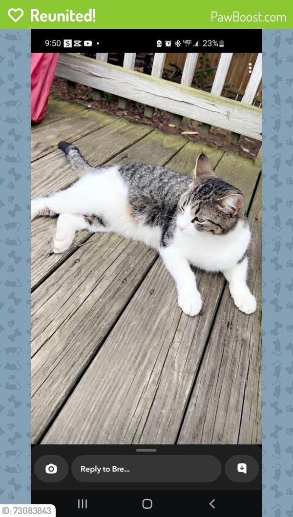 Reunited Female Cat last seen Feeney, Plainfield, IL 60586