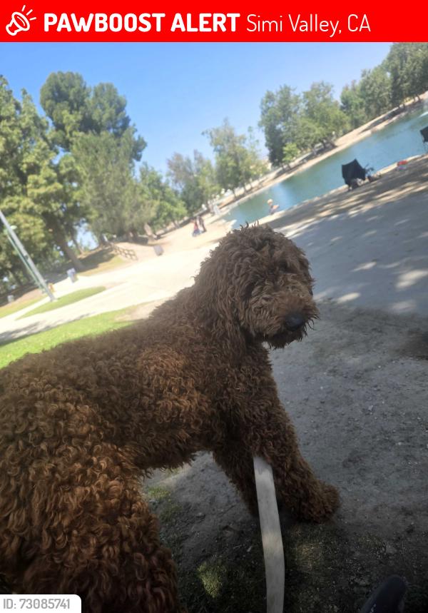 Lost Female Dog last seen Royal high school Royal abe., Simi Valley, CA 93065