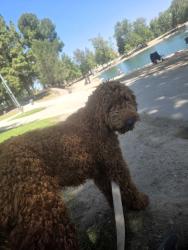 Lost Female Dog last seen Royal high school Royal abe., Simi Valley, CA 93065