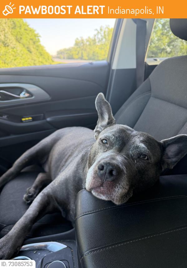 Found/Stray Female Dog last seen Keystone and southeastern, Indianapolis, IN 46201
