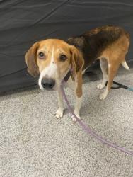 Shelter Stray Female Dog last seen Hwy 17 s, New Bern,, 1639 Old Airport Rd, New Bern, NC 28562, USA