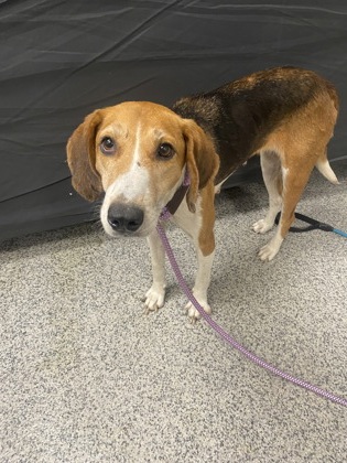 Shelter Stray Female Dog last seen Hwy 17 s, New Bern,, 1639 Old Airport Rd, New Bern, NC 28562, USA