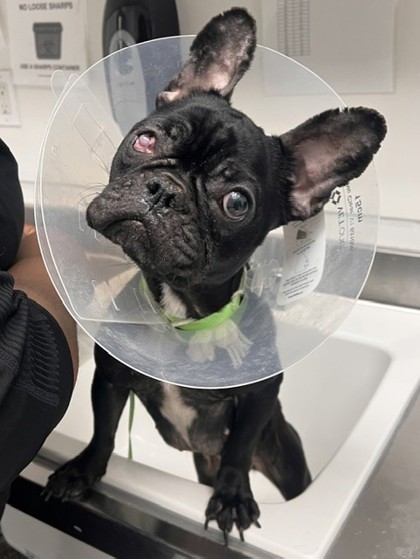 Shelter Stray Female Dog last seen 22nd St / East 19th Ave, Oakland, CA, 1101 29th Ave, Oakland, CA 94601, USA