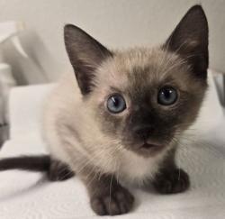 Shelter Stray Male Cat last seen Near w Dan Ronquillo Dr, FHAS (On Site), CA, 1510 W Dan Ronquillo Dr, Fresno, CA 93706, USA