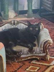 Lost Male Cat last seen Lucky mutt, Littleton, CO 80127