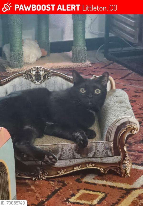 Lost Male Cat last seen Lucky mutt, Littleton, CO 80127