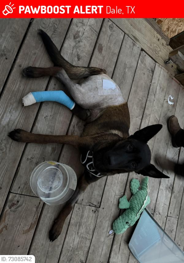Lost Male Dog last seen Near Valerie Lane, Dale Tx 78616, Dale, TX 78616