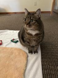 Lost Female Cat last seen In front of Staybridge Suites Hotel, East Stroudsburg, PA 18301
