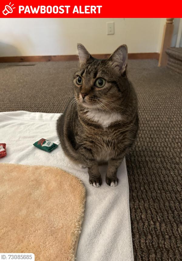 Lost Female Cat last seen In front of Staybridge Suites Hotel, East Stroudsburg, PA 18301