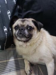 Lost Male Dog last seen Covina, Covina, CA 91724
