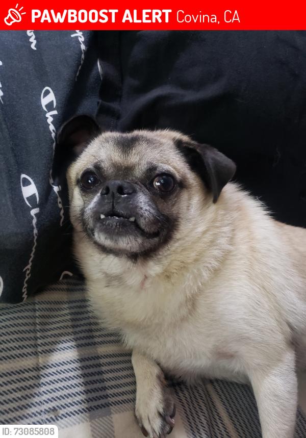 Lost Male Dog last seen Covina, Covina, CA 91724