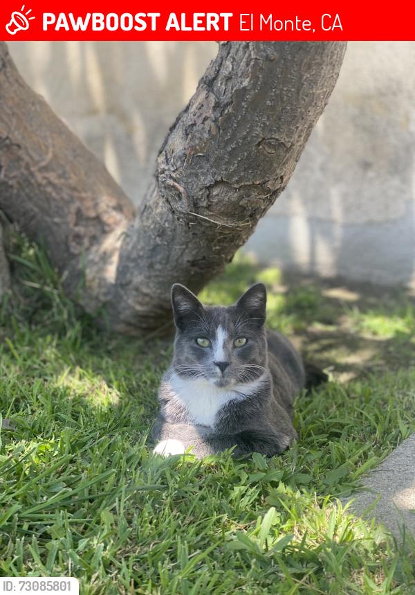 Lost Male Cat last seen Maxon and Klingerman, El Monte, CA 91733
