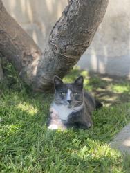 Lost Male Cat last seen Maxon and Klingerman, El Monte, CA 91733