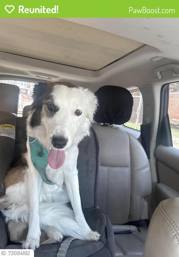 Reunited Female Dog last seen Hoffman, Philadelphia, PA 19145