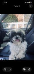 Lost Female Dog last seen Bonnie Broke BLVD, Orlando, FL 32809